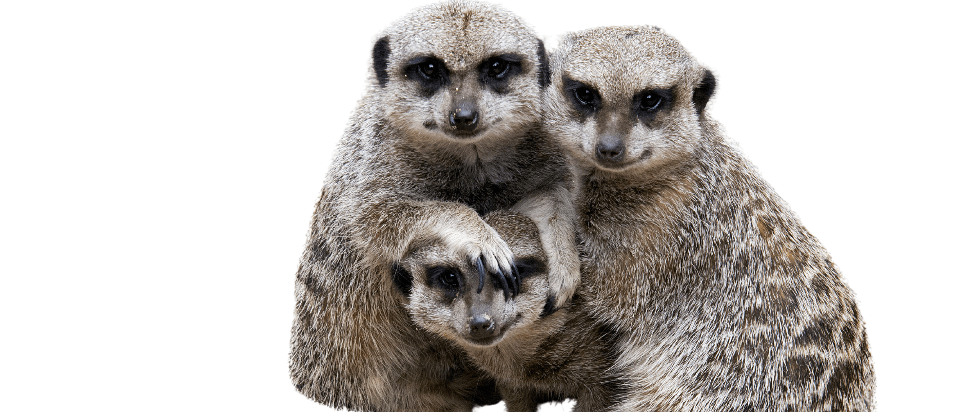 Meerkats