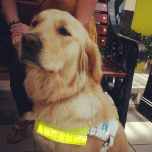 Tansey, Tracey's guide dog