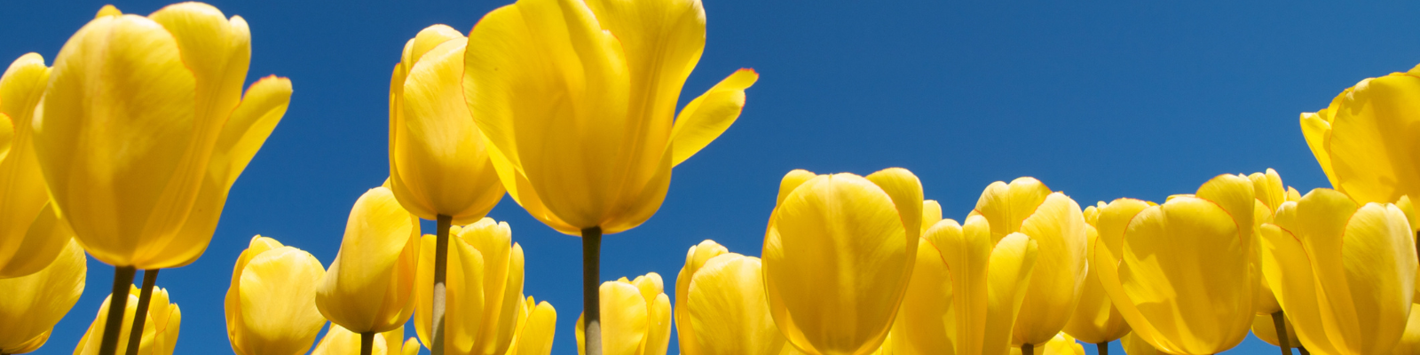 Yellow tulips