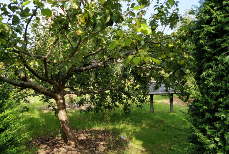 Orchard