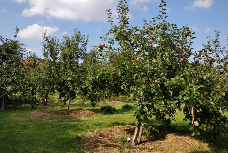 Fruit tree in Ordsall Hall gardens